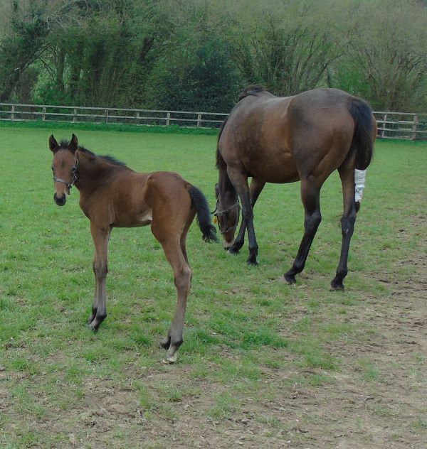 2023 filly by Too Darn Hot